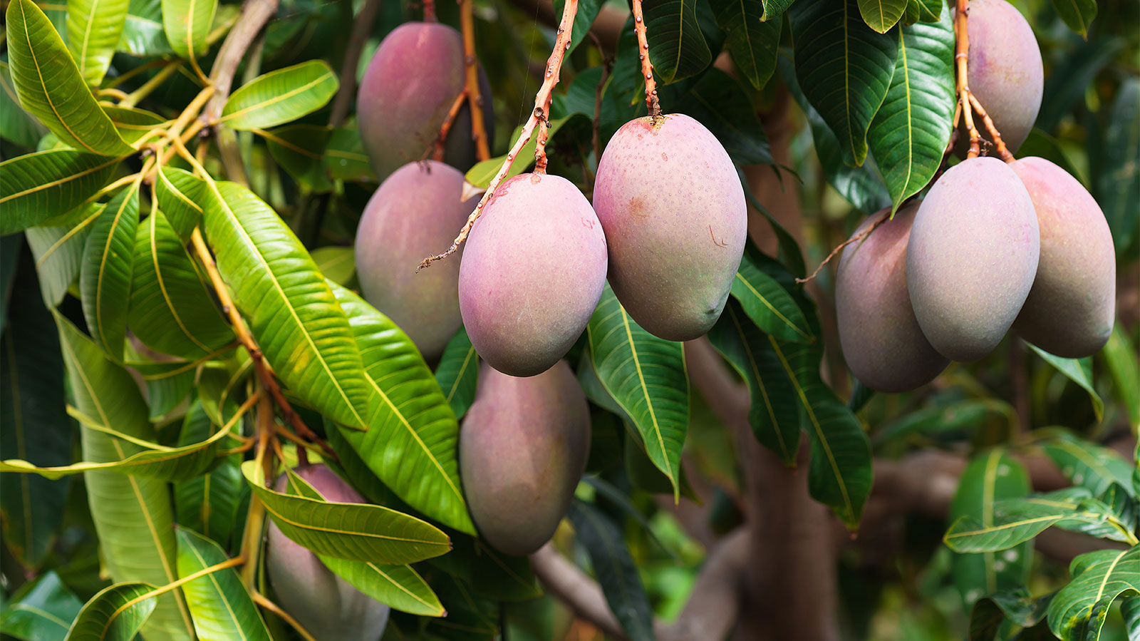 Mangoes-tree