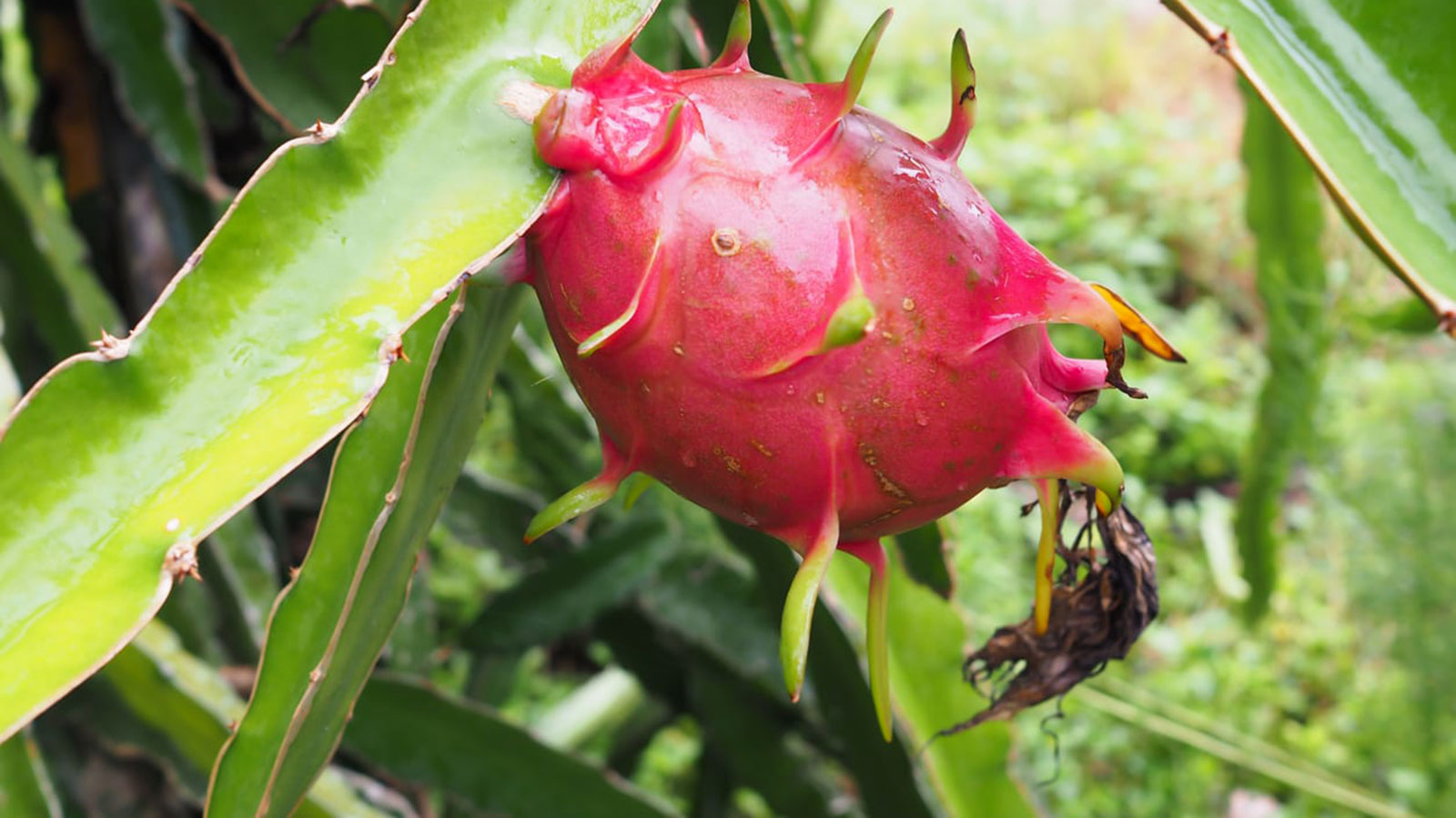 dragon-fruit-1